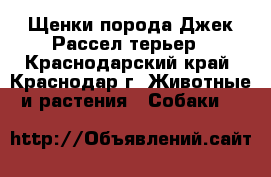 Щенки порода Джек Рассел терьер - Краснодарский край, Краснодар г. Животные и растения » Собаки   